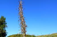 Himantoglossum hircinum