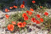 Papaver rhoeas