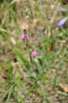 Dianthus armeria