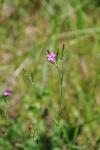 Dianthus armeria