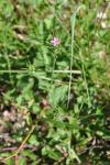 Dianthus armeria