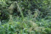 Scirpus sylvaticus