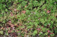 Geranium robertianum