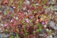 Geranium robertianum