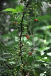 Ribes rubrum