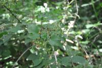 Ribes rubrum