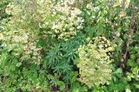Euphorbia amygdaloides