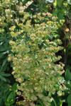 Euphorbia amygdaloides