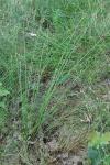 Juncus effusus