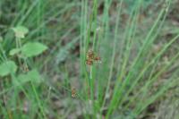 Juncus effusus