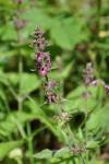 Stachys sylvatica