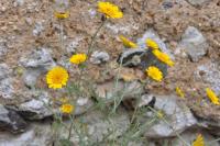 Cota tinctoria