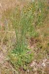 Crepis biennis