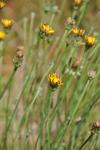 Crepis biennis