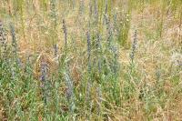 Echium vulgare