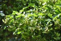 Acer campestre
