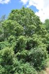Acer campestre