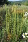 Reseda luteola