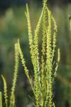 Reseda luteola