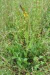 Agrimonia eupatoria
