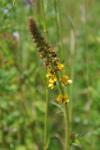 Agrimonia eupatoria