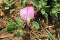 Ononis spinosa