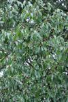 Prunus avium