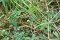 Poterium sanguisorba