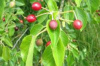 Prunus mahaleb