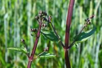 Scrophularia nodosa