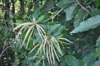 Castanea sativa