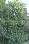 Castanea sativa