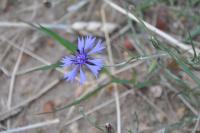 Cyanus segetum