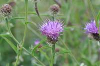 Centaurea jacea