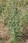Onopordum acanthium