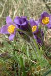 Pulsatilla vulgaris