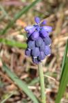 Muscari neglectum