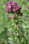 Origanum vulgare