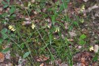 Melampyrum pratense
