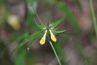 Melampyrum pratense