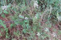 Chaerophyllum temulum