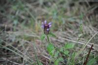 Prunella vulgaris