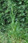 Dipsacus fullonum