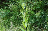 Dipsacus fullonum