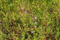 Campanula rapunculus
