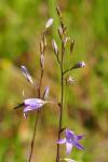 Campanula rapunculus