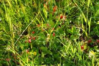 Fragaria vesca