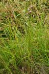 Allium sphaerocephalon