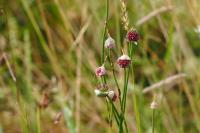 Allium sphaerocephalon