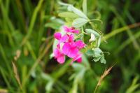 Lathyrus tuberosus